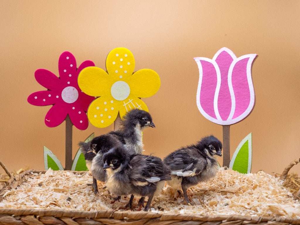Jonge tamme Australorp kuikens gesekst en ingeënt