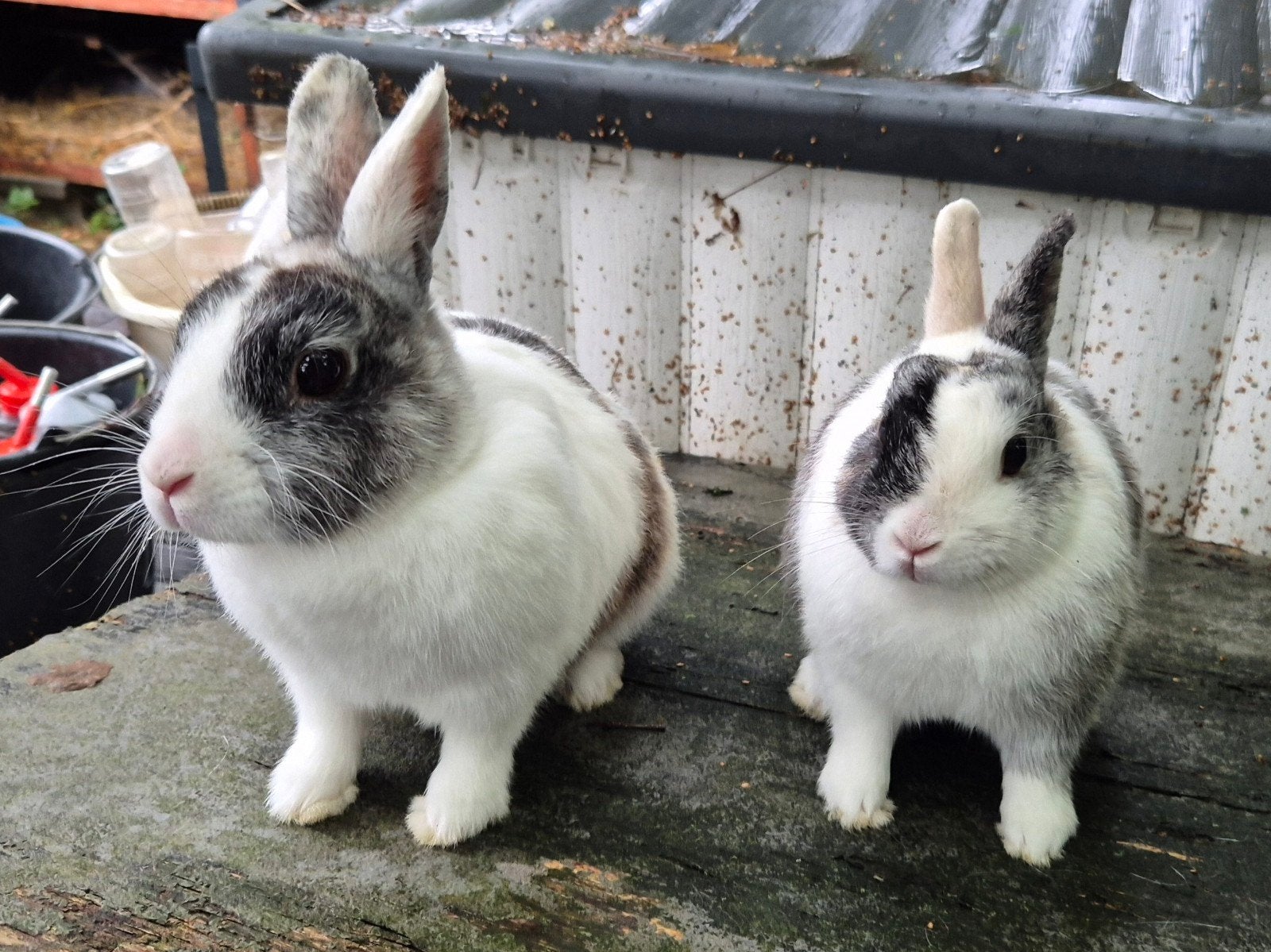 Schattig koppel konijnen, Dieren en Toebehoren, Meerdere dieren, Klein, 3 tot 5 jaar