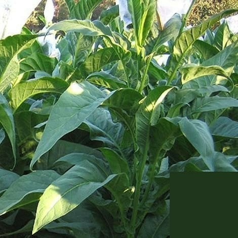 te koop Nicotiana tabacum Tennessee Red Leaf zaden 1000st pe, Ophalen of Verzenden, Volle zon, Zaad