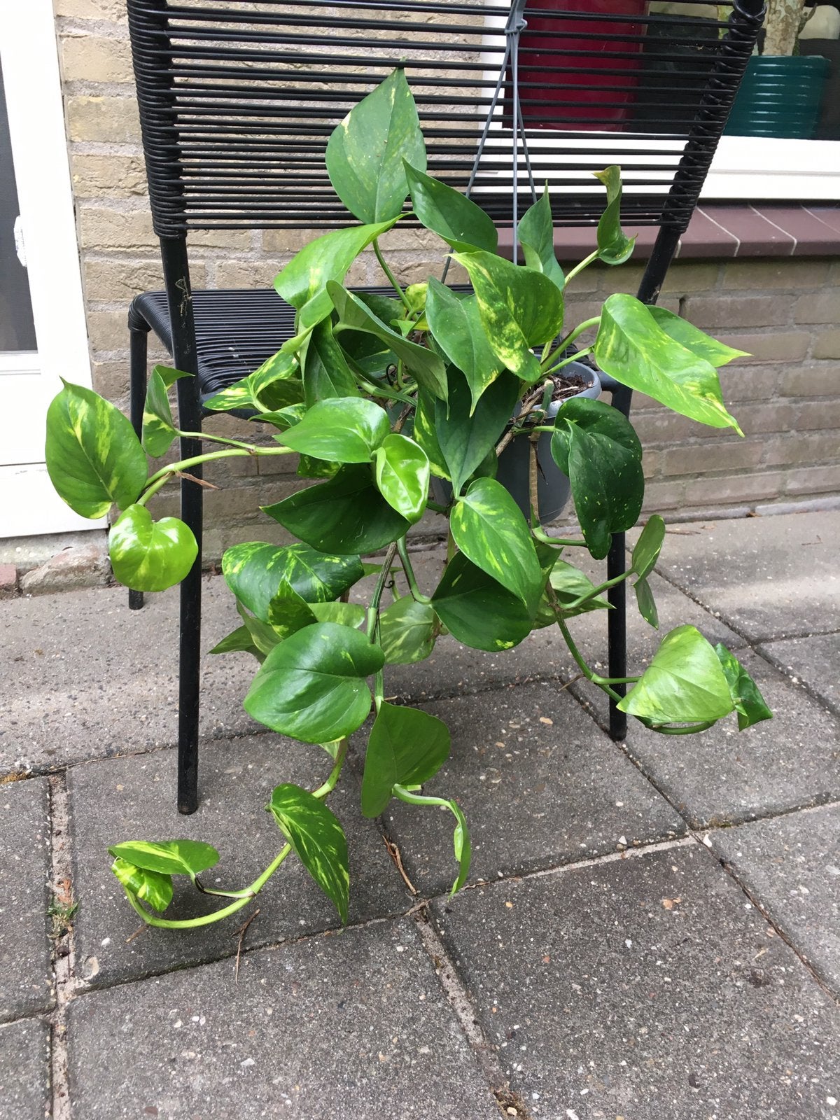 Scindapsus aureum drakenklimop. Hangplant, Overige soorten, In pot, Minder dan 100 cm, Groene kamerplant