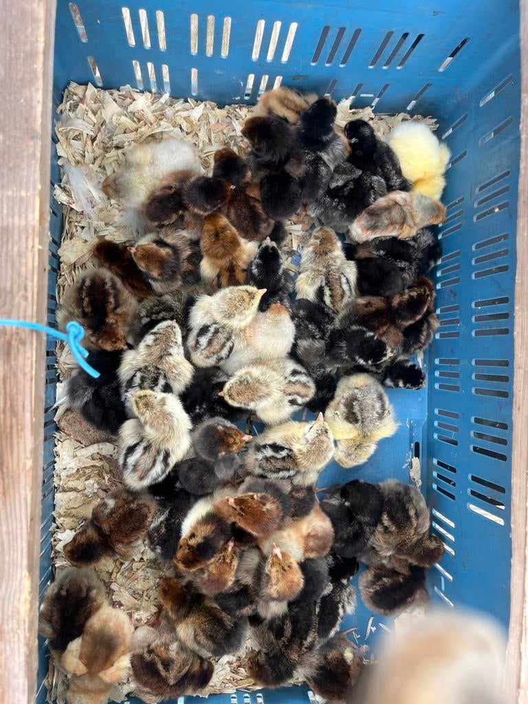 Te koop Grote Wyandotten kuikens gesekst geënt!!!, Dieren en Toebehoren, Meerdere dieren, Kip