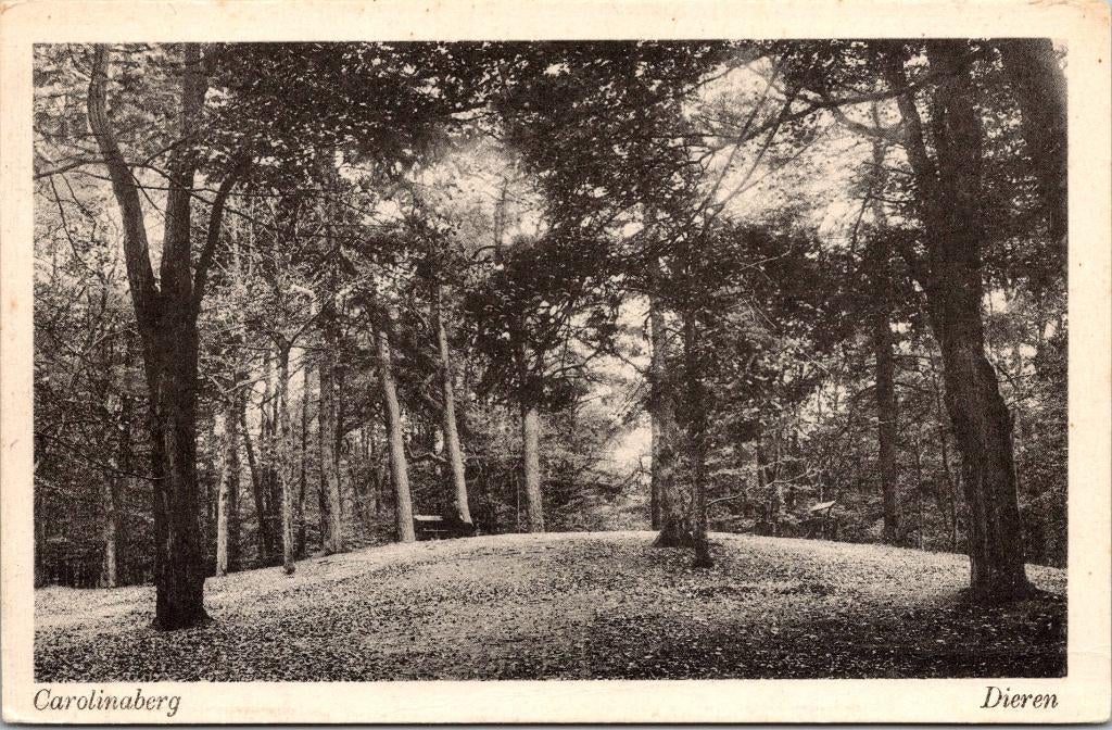 Dieren - Carolinaberg, Verzamelen, Ansichtkaarten | Nederland, Ongelopen, Gelderland, 1940 tot 1960, Verzenden