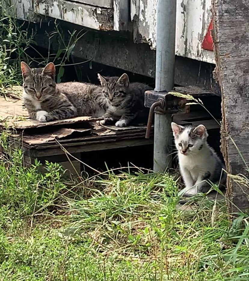 Schattige en super knappe kittens!, Dieren en Toebehoren, Meerdere dieren, Kortharig, 0 tot 2 jaar