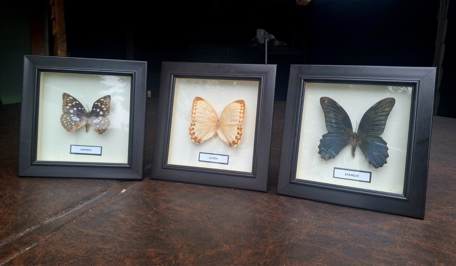 Set van ingelijste vlinders - Spangle, Louisa, Empress, Ophalen of Verzenden, Zo goed als nieuw, Insect, Opgezet dier