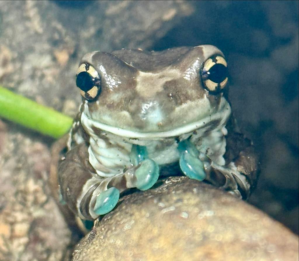 4 melkkikkers / Amazon milk frogs met terrarium Frog - unknown for sale from J & E