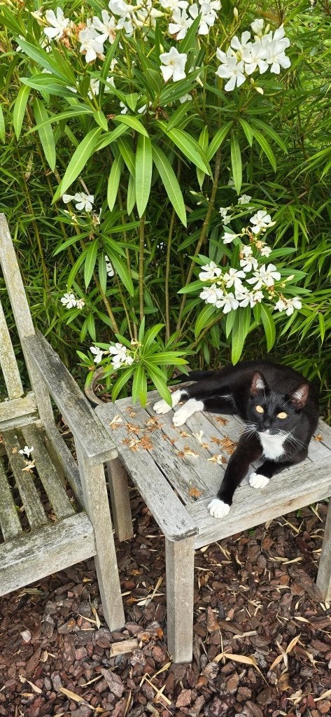 Jonge kater, 2 jaar oud, Kater, Kortharig, 0 tot 2 jaar