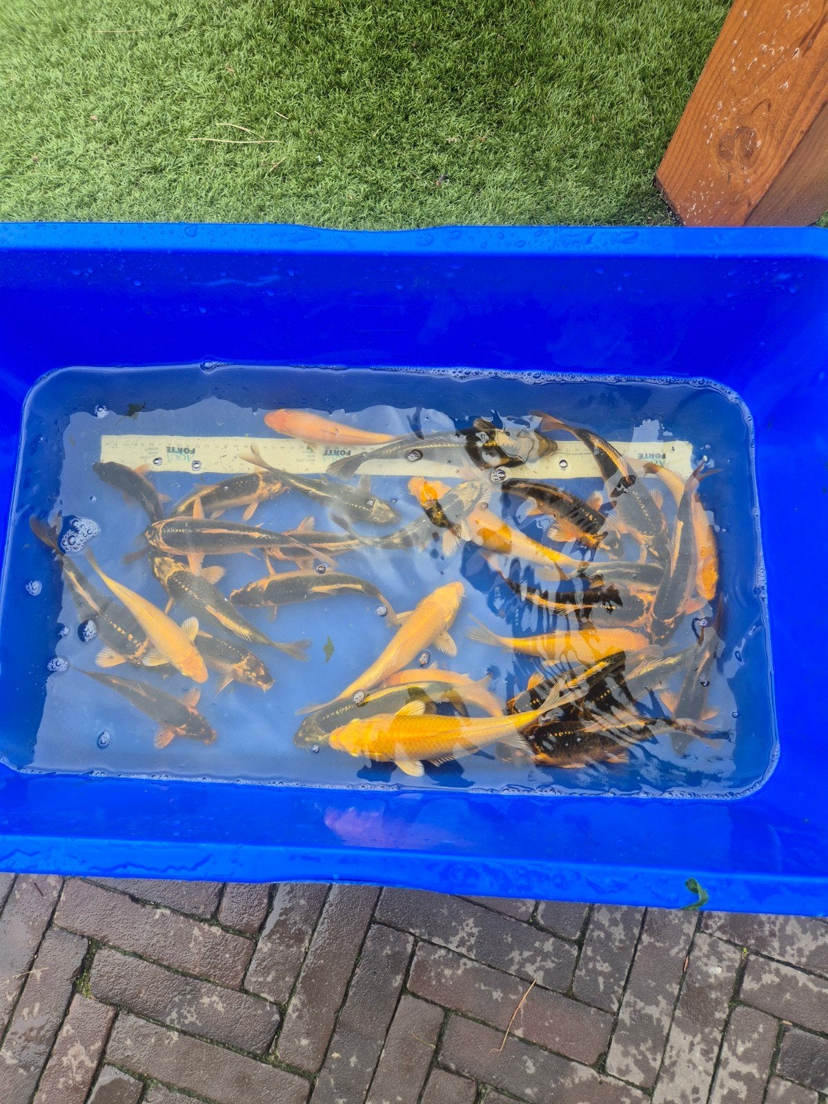 Jonge koi's te koop, Dieren en Toebehoren, Karper of Koi