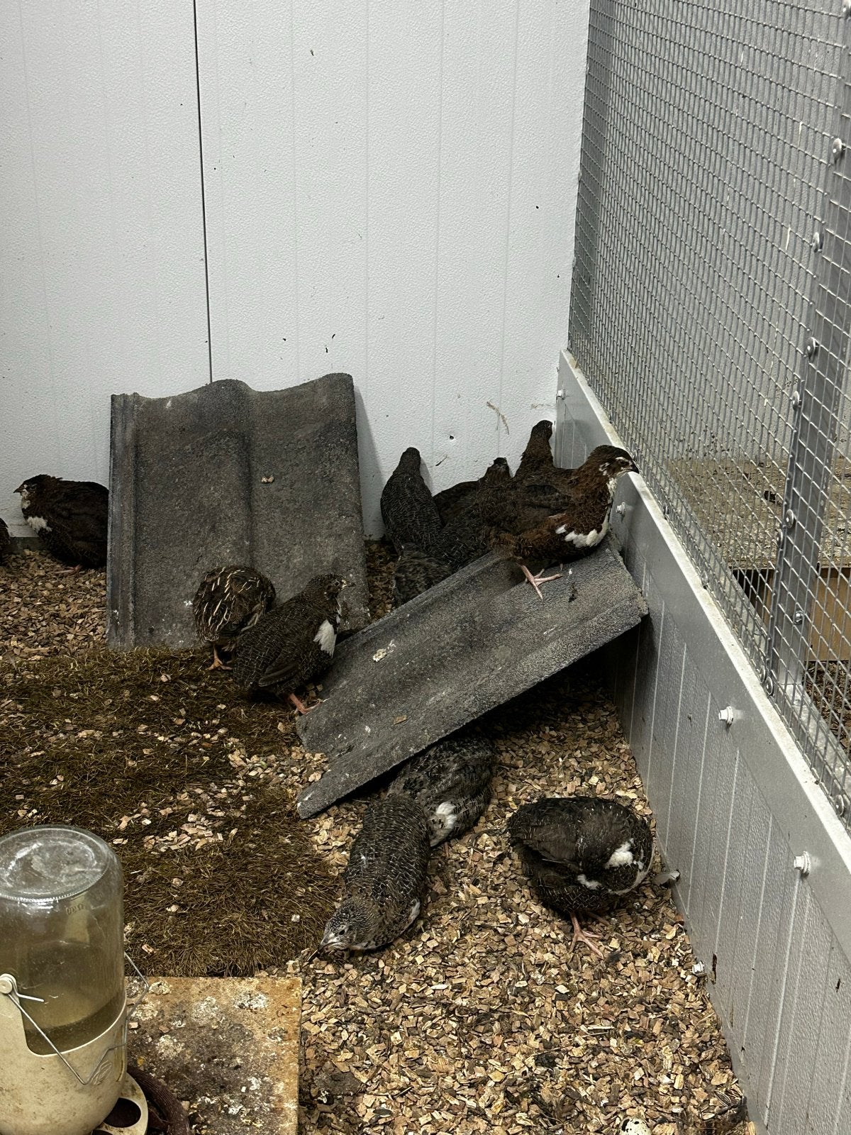 Japanse kwartels, Dieren en Toebehoren
