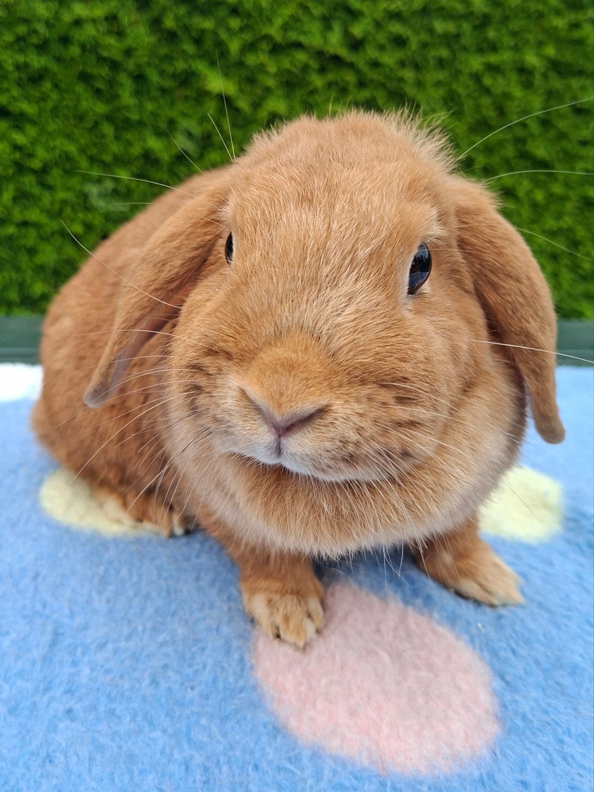 NEDERLANDS HANGOOR DWERG KONIJN, Dieren en Toebehoren, Konijnen, Vrouwelijk, Dwerg, Hangoor