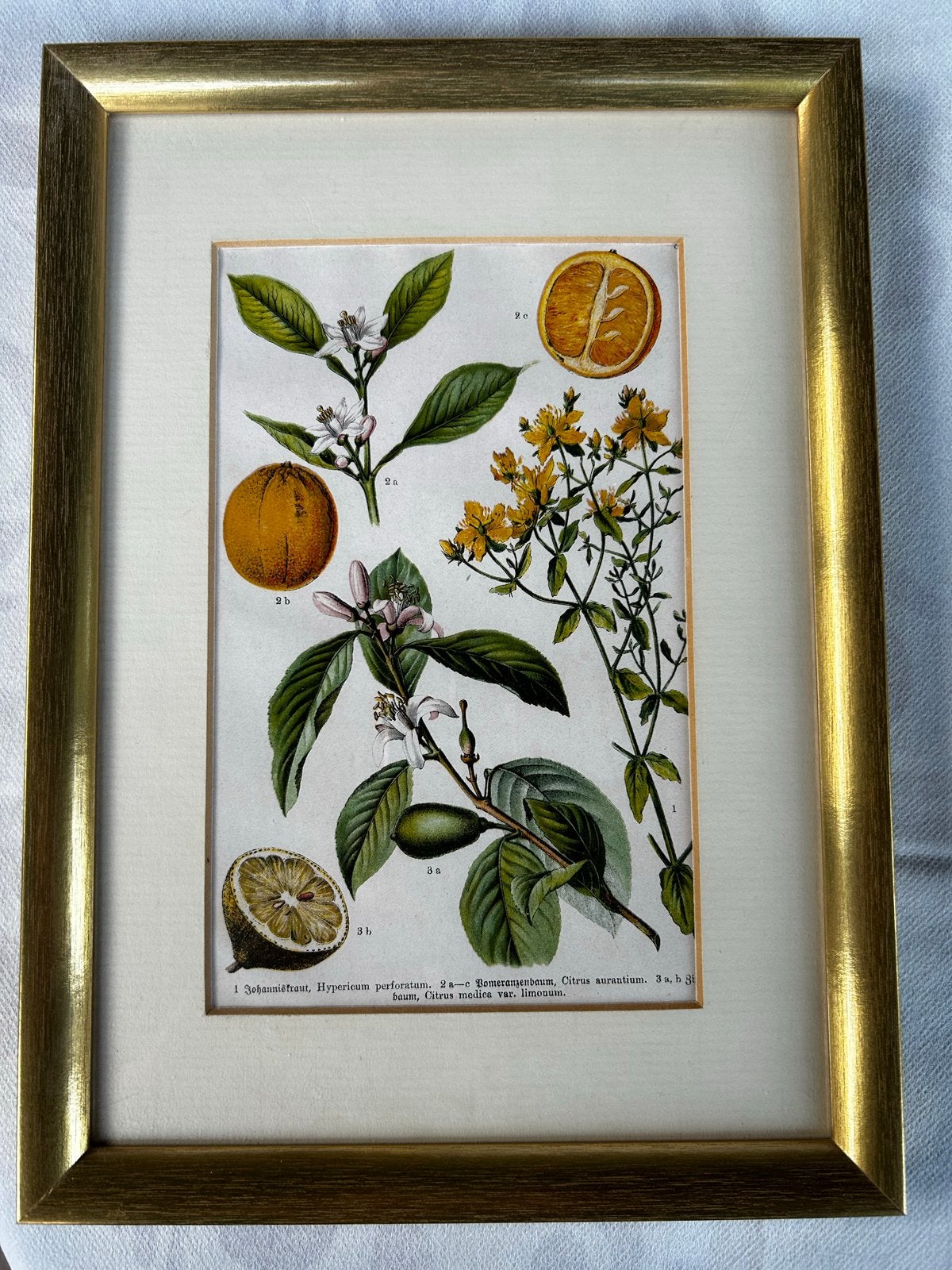 Set van 3 handgekleurde kopergravures - Botanische prints, Handgekleurd, 1800 - 1899, 23 cm, Ophalen of Verzenden