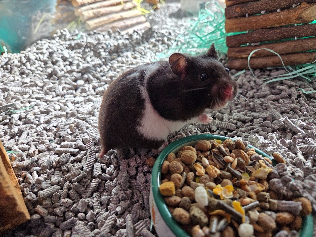 Te koop goudhamster, Dieren en Toebehoren, Knaagdieren, Juli, Vrouwelijk, Hamster