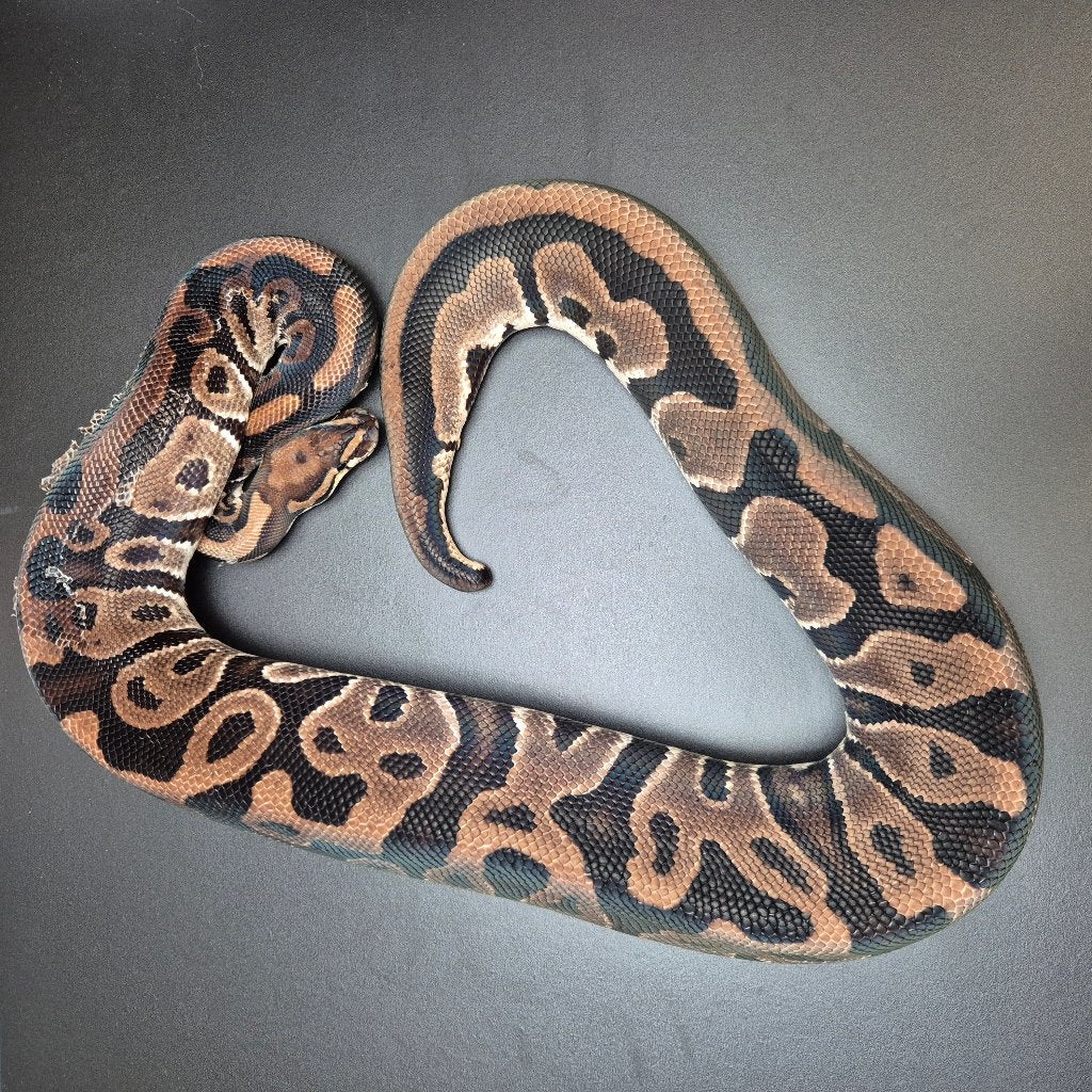 leopard het. piebald pb regius Ball Python - unknown for sale from Roundhog serpents