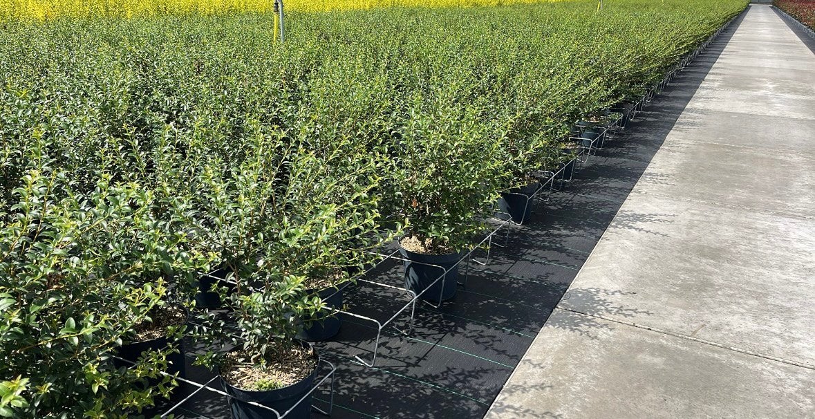 Schijnhulst ‘Osmanthus burkwoodii’, Tuin en Terras, Ophalen of Verzenden, Laurier