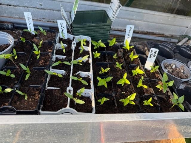 Peperplantjes, Ophalen, Volle zon, Groenteplanten, Eenjarig