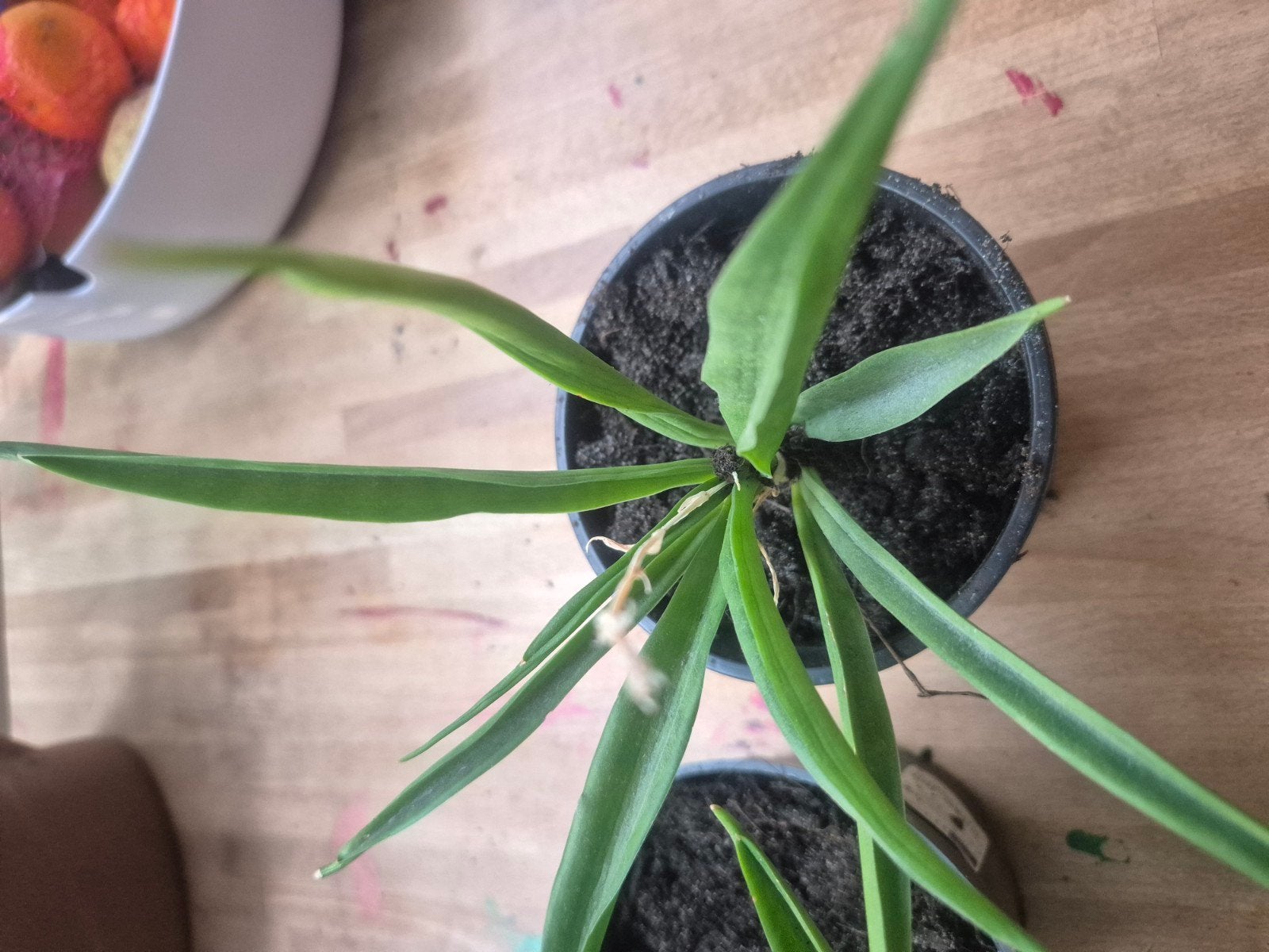 Twee jonge groene kamerplanten in pot, Huis en Inrichting, Ophalen, Minder dan 100 cm, Bloeiende kamerplant, Volle zon