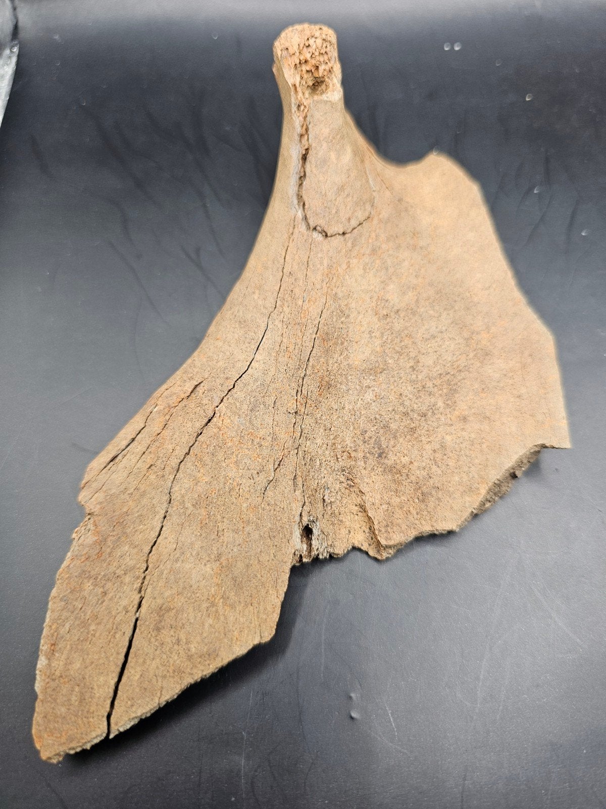 Pleistoceen scapula fossiel uit Antwerpen, Ophalen of Verzenden, Fossiel