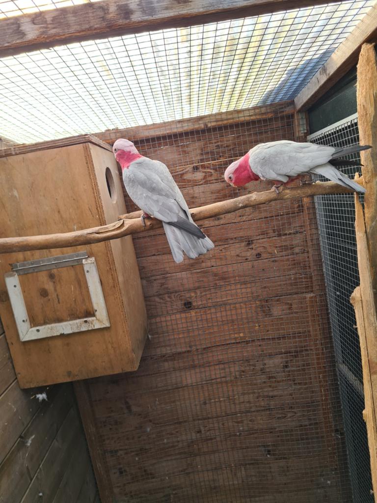 Koppel rose kaketoes, Dieren en Toebehoren, Vogels | Parkieten en Papegaaien, Meerdere dieren, Papegaai, Geringd