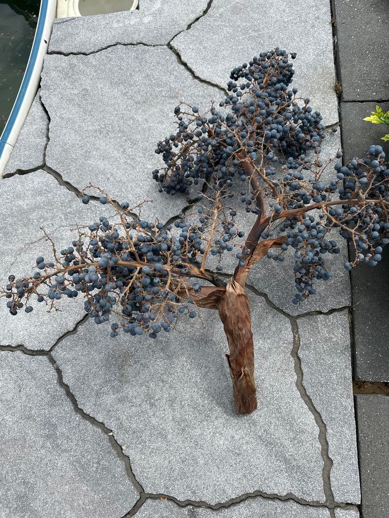 Decoratieve zaadstengels van palmboom 6 stuks, Volle zon, Vaste plant, Bloeit niet, Ophalen