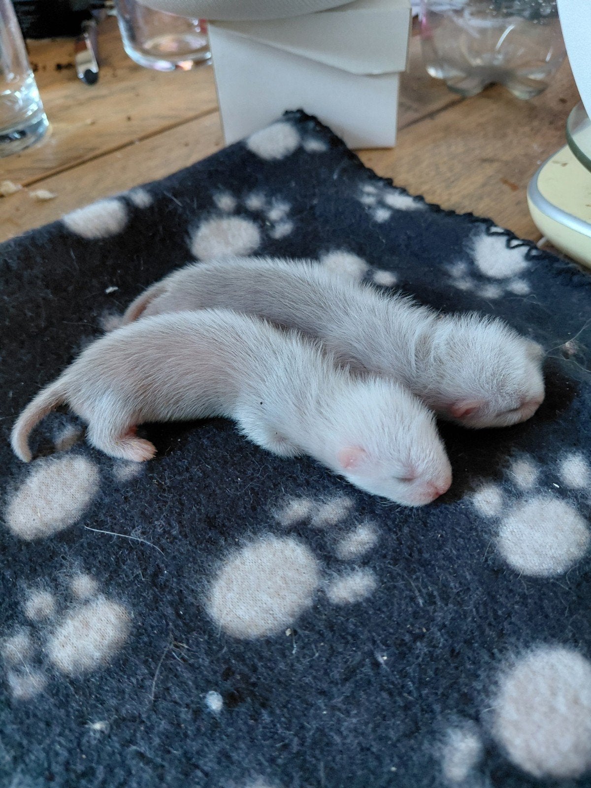 8 frettenpups 6 moertjes 2 rammetjes, Dieren en Toebehoren, Juni, Meerdere dieren