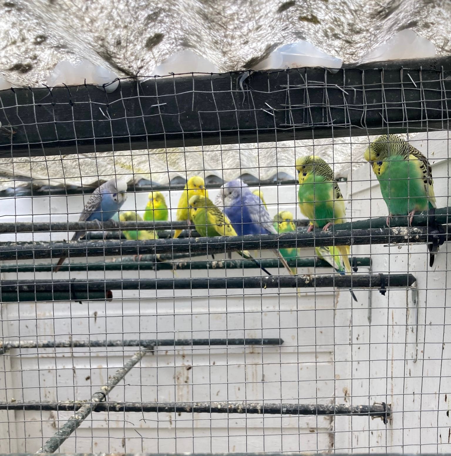 Grasparkieten te koop, Meerdere dieren, Parkiet