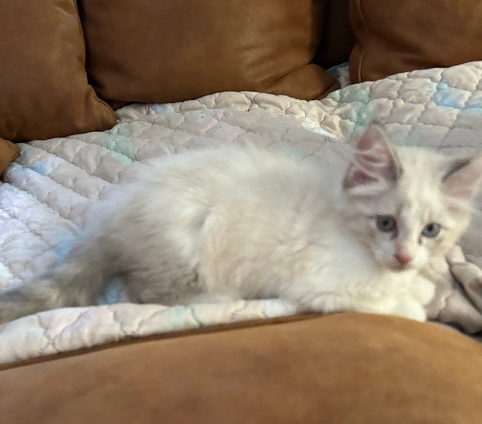 Maine Coon kittens XL mogen naar een nieuw huisje, Meerdere dieren, Ontwormd, 0 tot 2 jaar