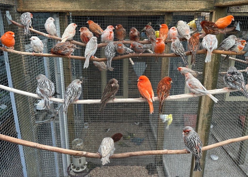 Kanaries verschillende kleuren, Dieren en Toebehoren, Vogels | Kanaries, Meerdere dieren, Kleurkanarie
