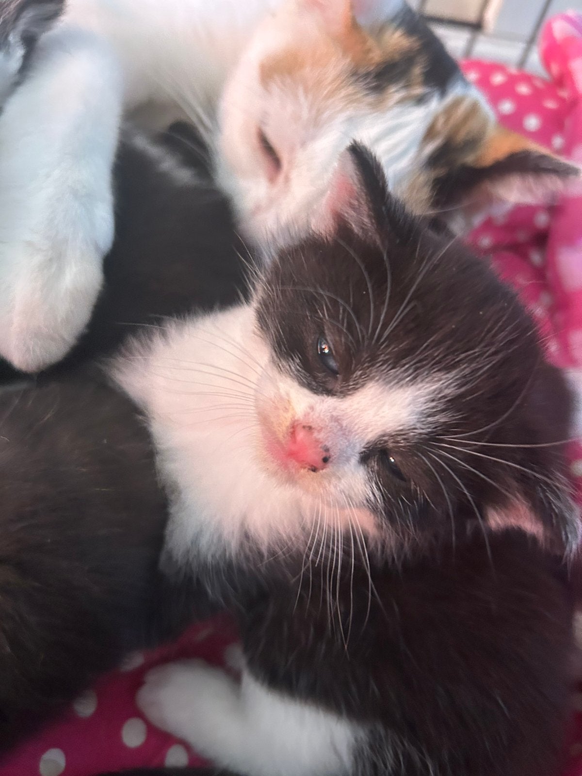 Kittens, Dieren en Toebehoren, Katten en Kittens | Overige Katten, Meerdere dieren