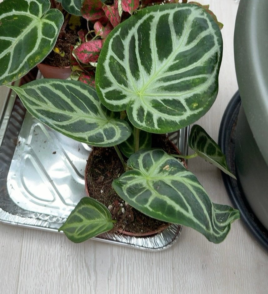 Anthurium crystallinum kamerplant, Ophalen, Halfschaduw, Minder dan 100 cm
