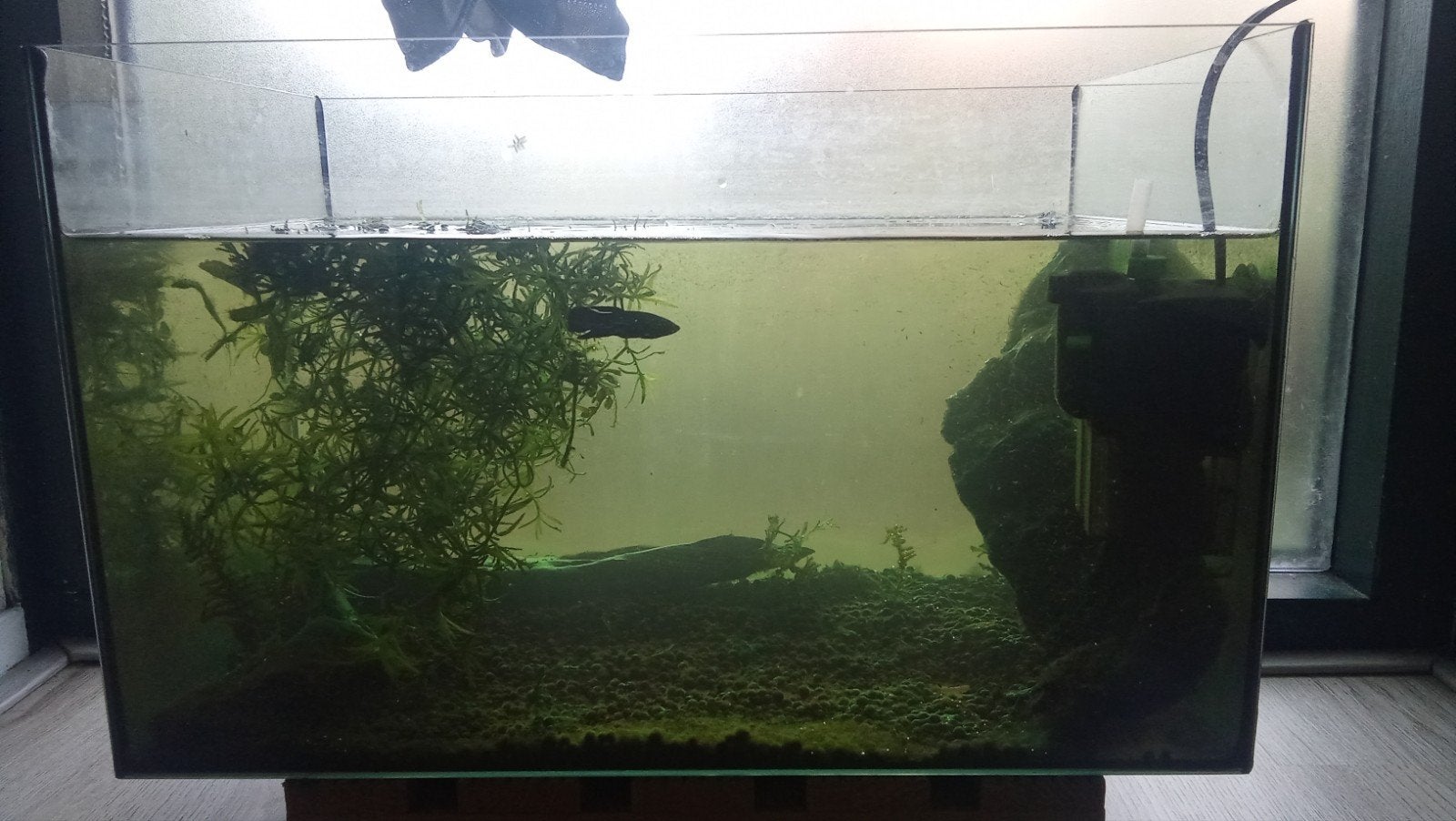 aquarium compleet, Ophalen, Zo goed als nieuw, Gevuld zoetwateraquarium