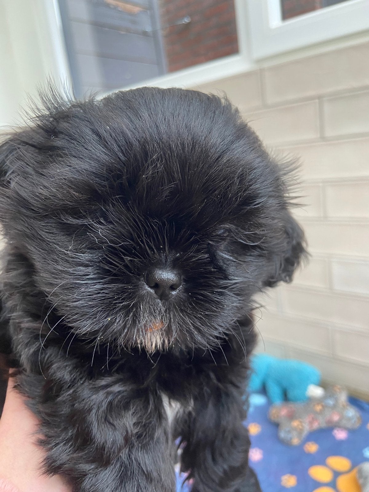 4 prachtige volledige shih tzu pups !, Overige rassen, CDV (hondenziekte), 8 tot 15 weken, Meerdere