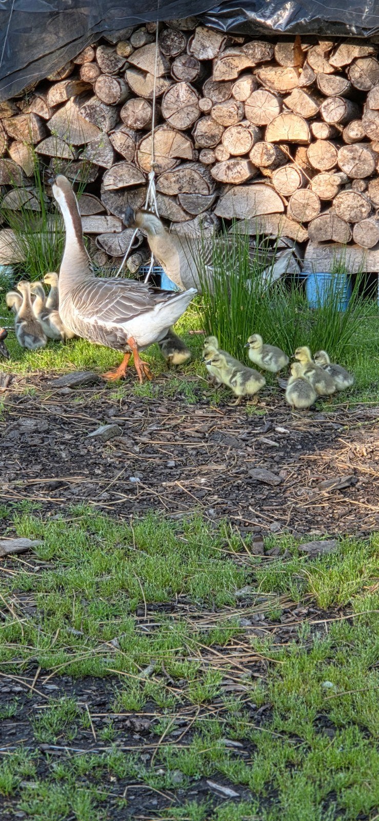 Chinese Knobbel ganzen (kuikens), Meerdere dieren, Gans of Zwaan