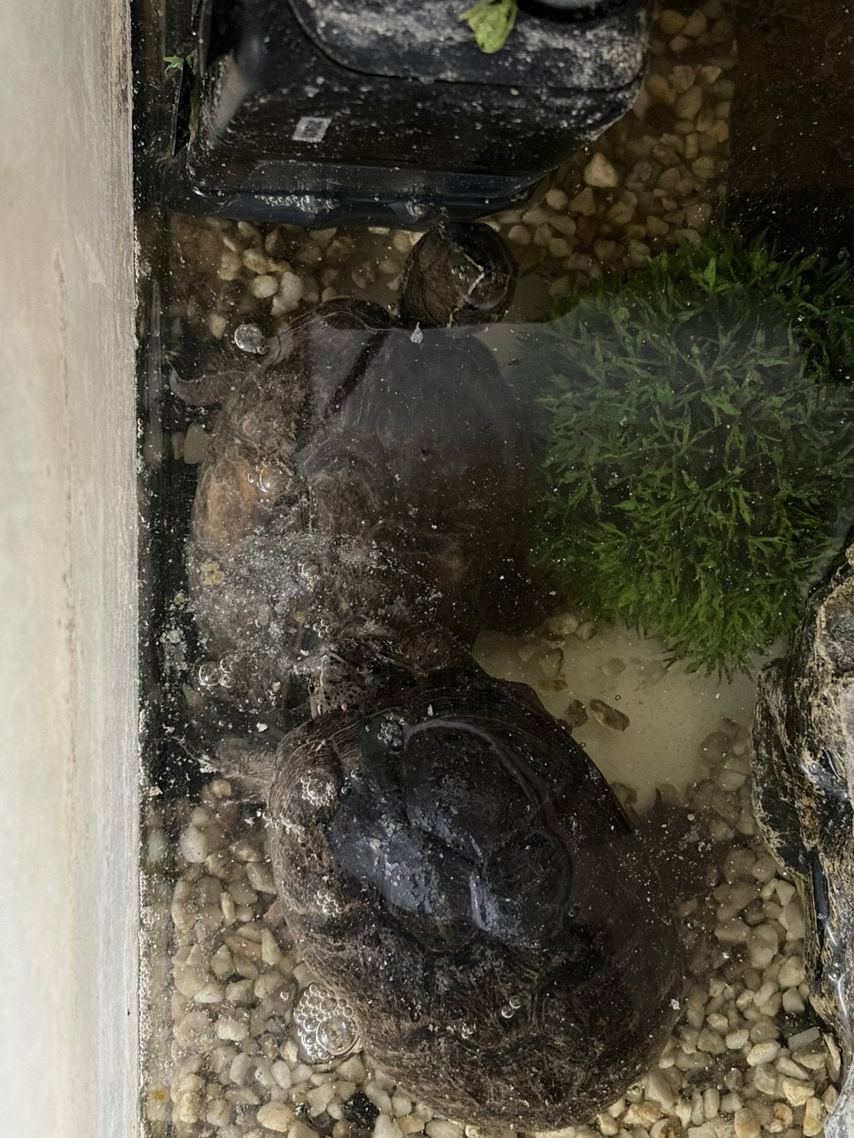 2 schildpadden, aquarium en andere toebehoren Turtle - unknown for sale from A.