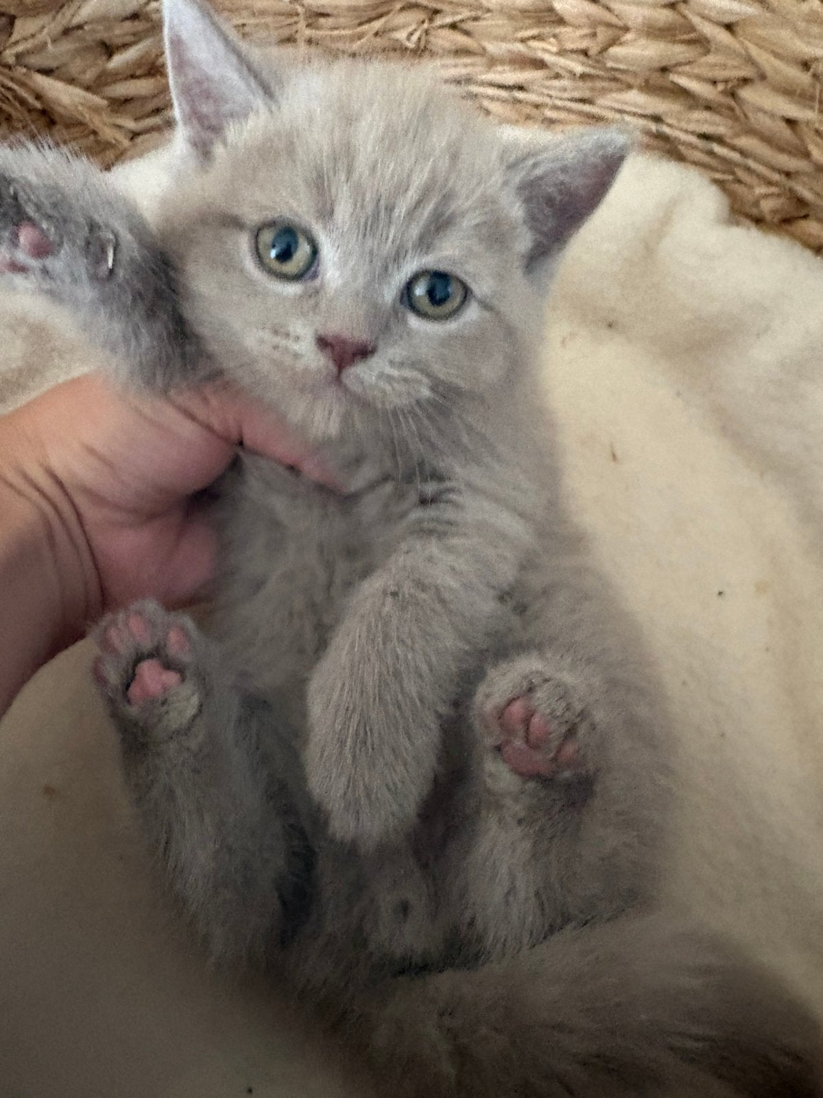 Britse korthaar kittens, Dieren en Toebehoren, Katten en Kittens | Raskatten | Korthaar, Kater, Ontwormd, 0 tot 2 jaar
