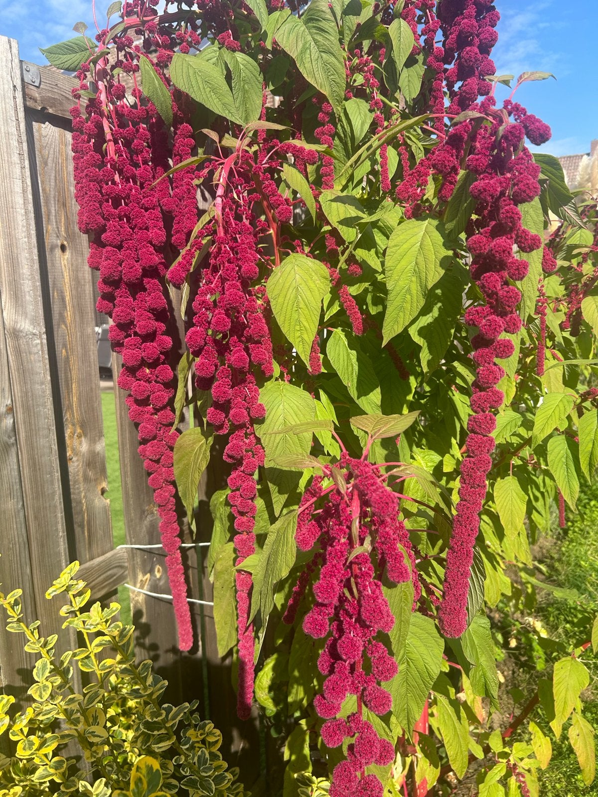 Verse Amarant Bloemen - Prachtige Hangende Bloei, Overige soorten, Volle zon, Eenjarig, Ophalen of Verzenden