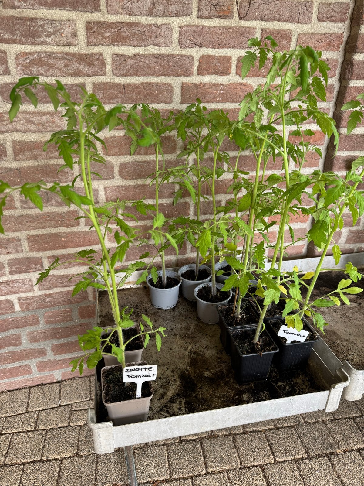 Tomatenplanten - Zwarte Tomaat en Tomaat Marmande, Ophalen, Volle zon, Eenjarig, Zomer