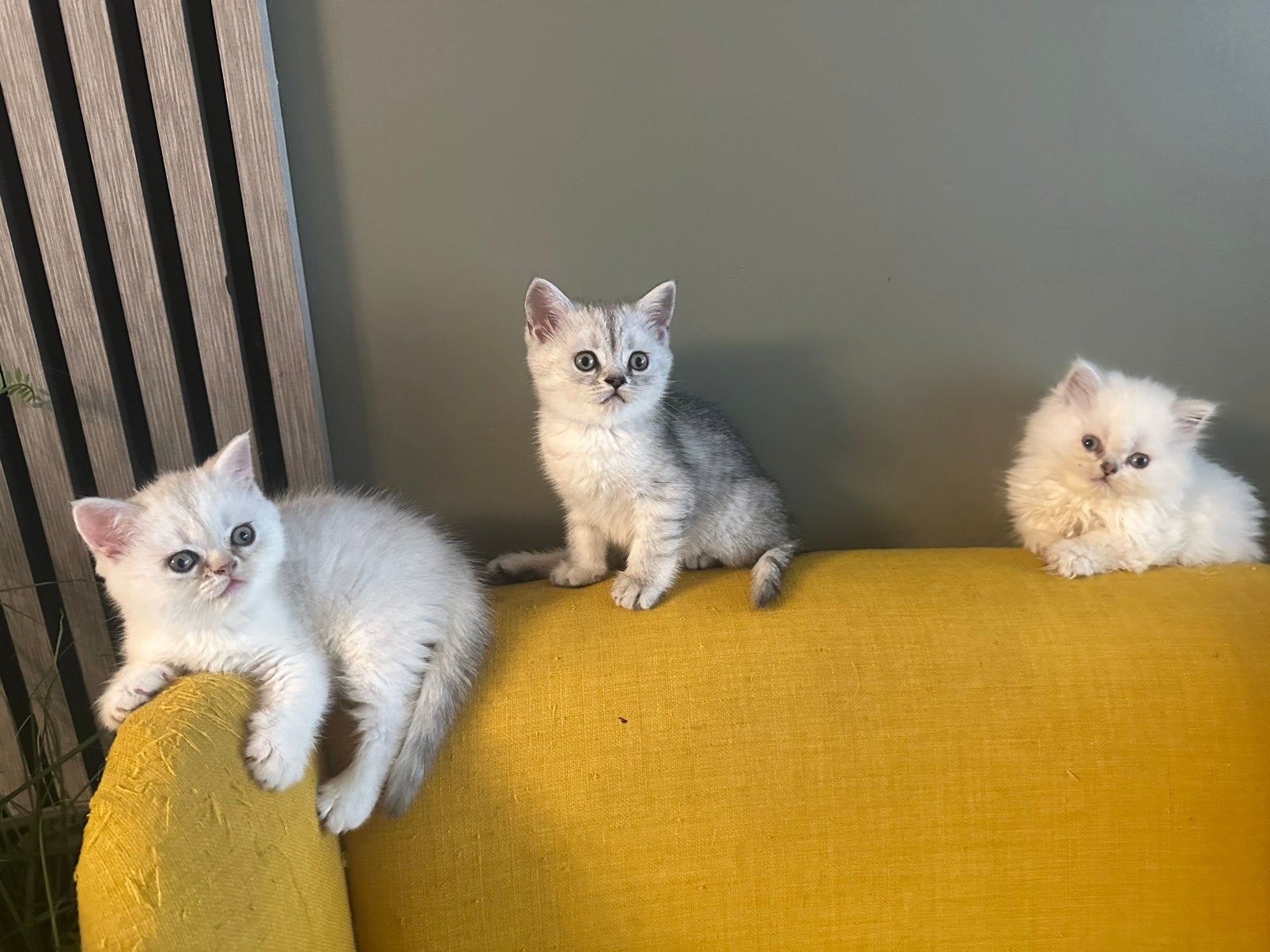 LIEVE BRITISH SHORTHAIR KITTENS TE KOOP  ️, Meerdere dieren, Kortharig, 0 tot 2 jaar
