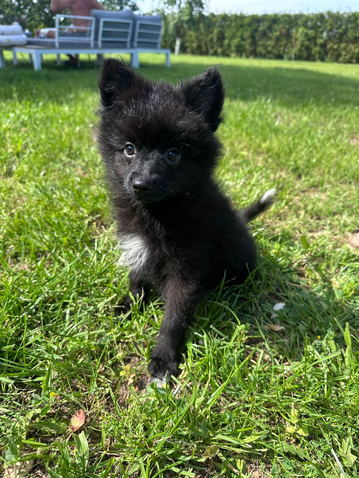 Pomeranian | pomeriaan | keeshond pups evt vakantie oppas, Dieren en Toebehoren, Honden | Niet-rashonden, 8 tot 15 weken, Parvo