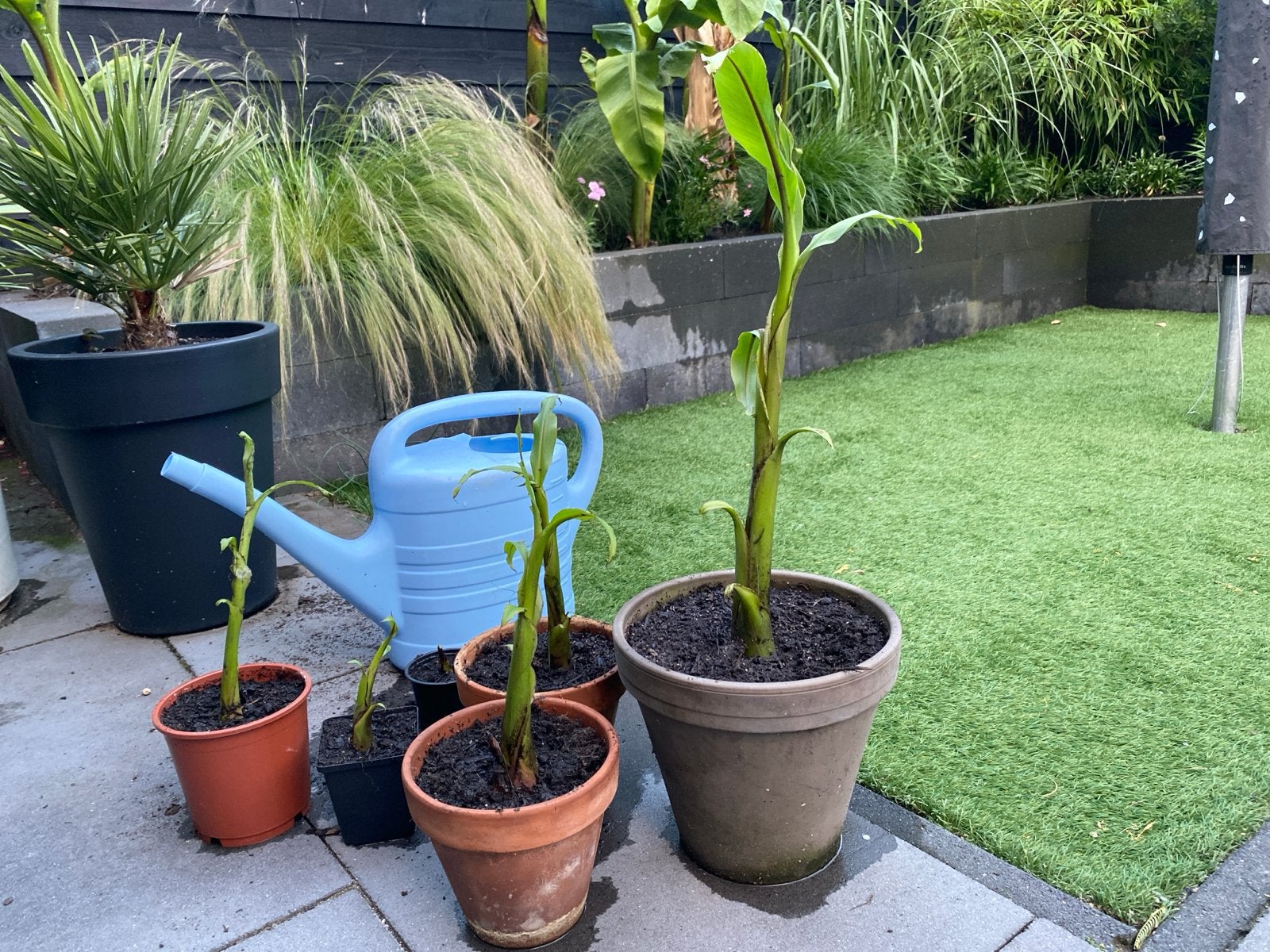 Winterharde Musa basjo bananenplant stekken, Volle zon, Vaste plant, Bloeit niet, Ophalen