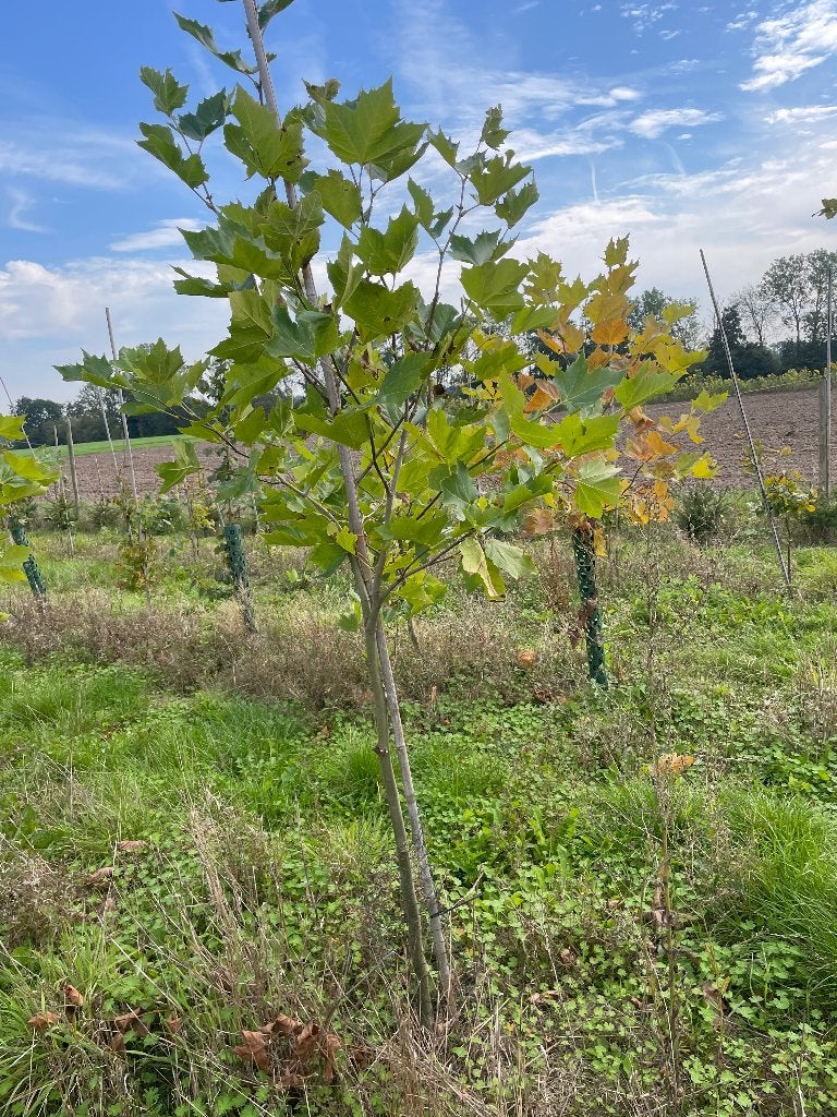 Plataan, Tuin en Terras, Ophalen, Volle zon, Overige soorten, 100 tot 250 cm