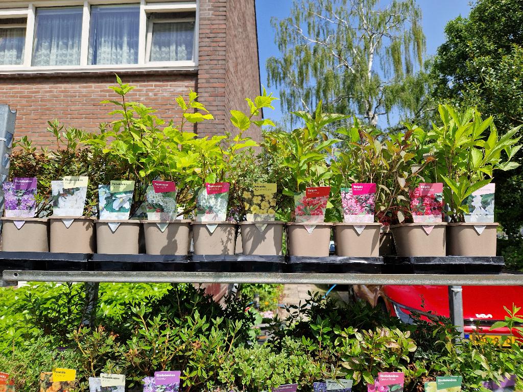 Te koop vaste  planten voor in de tuin ( Uitverkoop), Ophalen, Vaste plant, Overige soorten, Volle zon