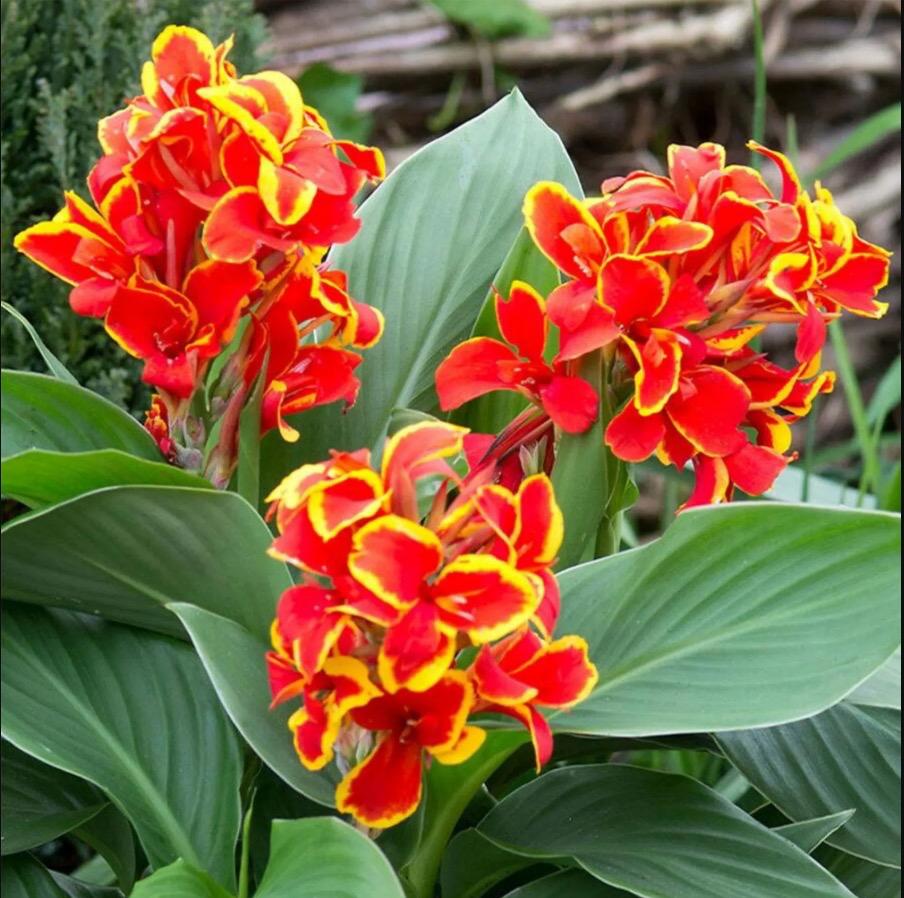 5 x Canna Indica .Red Golden Flame. zaden, Ophalen of Verzenden, Voorjaar, Volle zon, Zaad