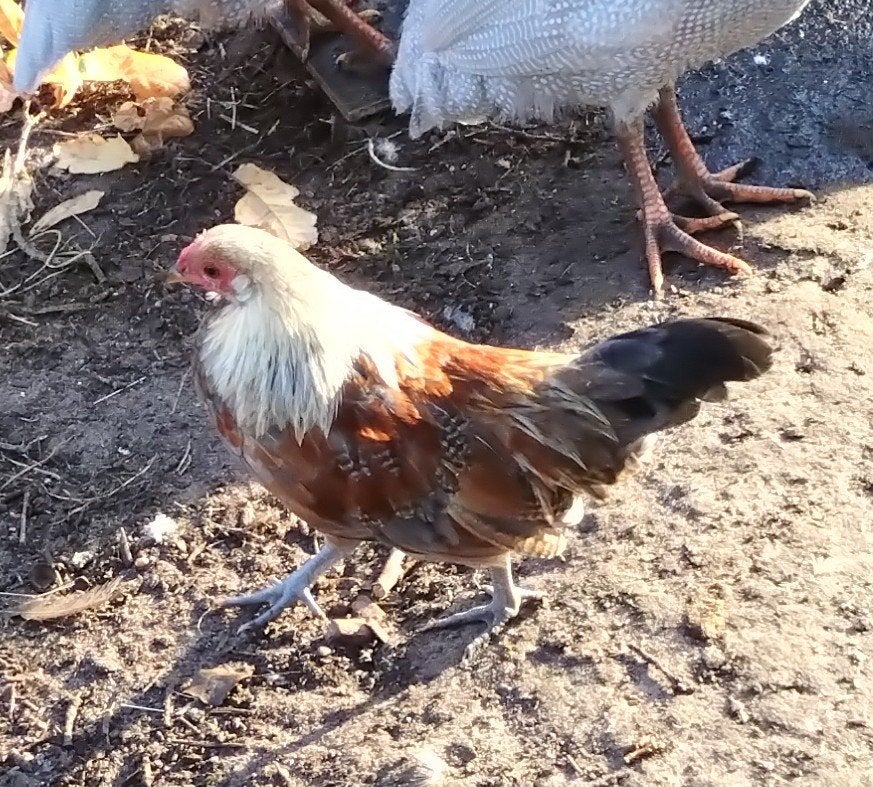 Heel klein haantje, Dieren en Toebehoren, Mannelijk, Kip