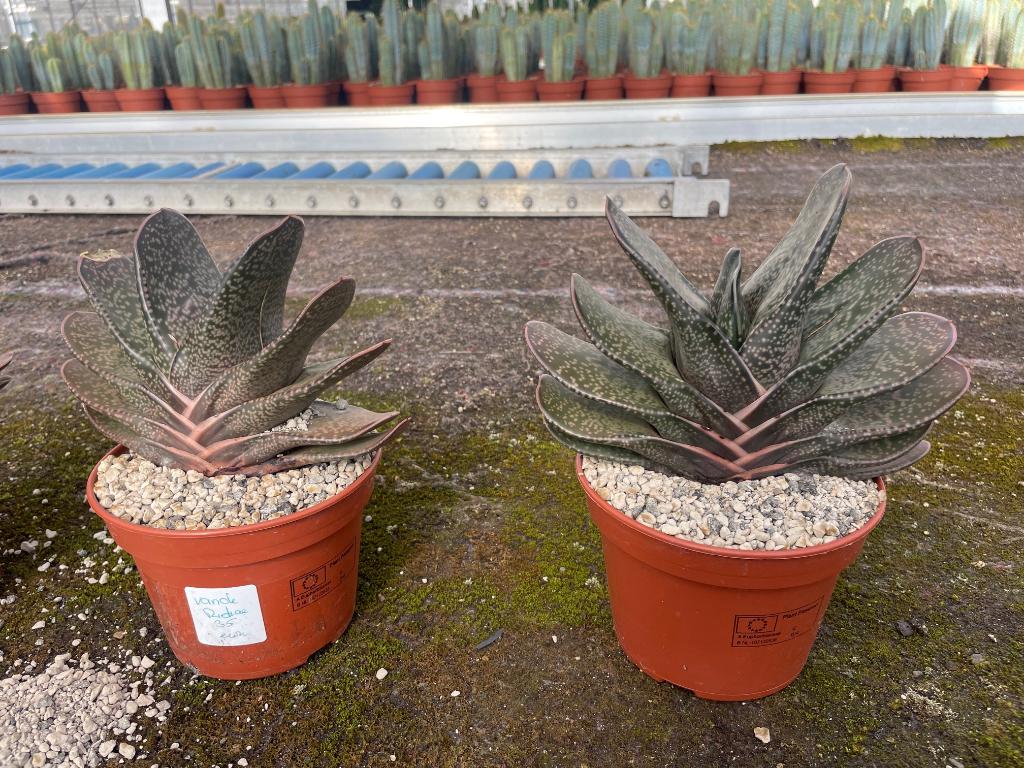 Succulent Gasteria Brachyphylla in de 15cm pot., Huis en Inrichting, Kamerplanten, Vetplant, Ophalen of Verzenden, In pot, Minder dan 100 cm