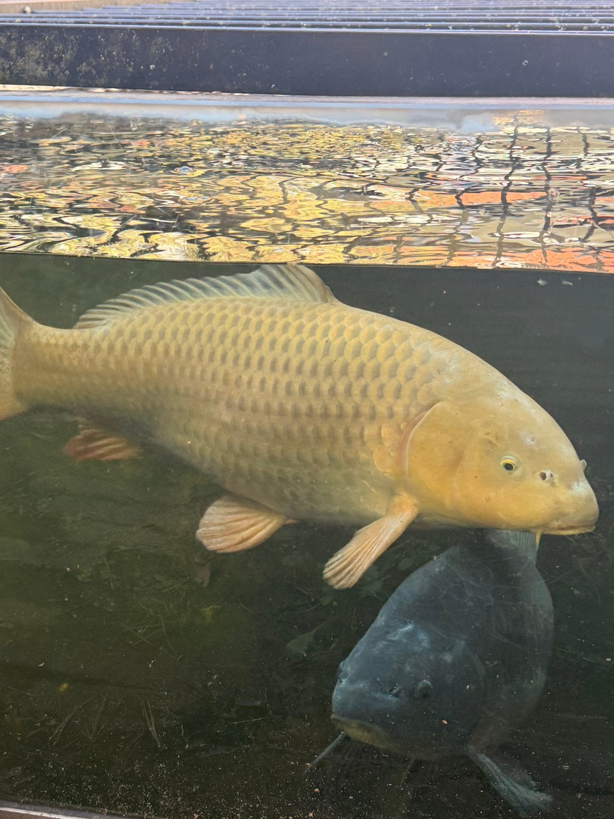 Handtamme chagoi, Dieren en Toebehoren, Karper of Koi
