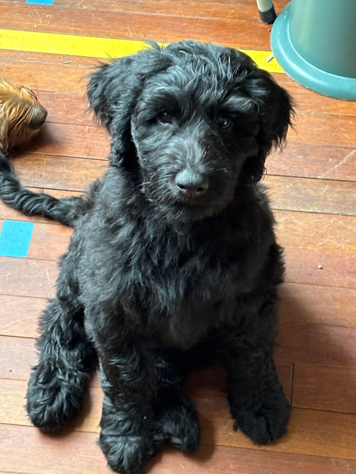 Labradoodle  X Australian Goldendoodle /Double Doodle, Dieren en Toebehoren, Honden | Niet-rashonden, Parvo, Reu, 8 tot 15 weken