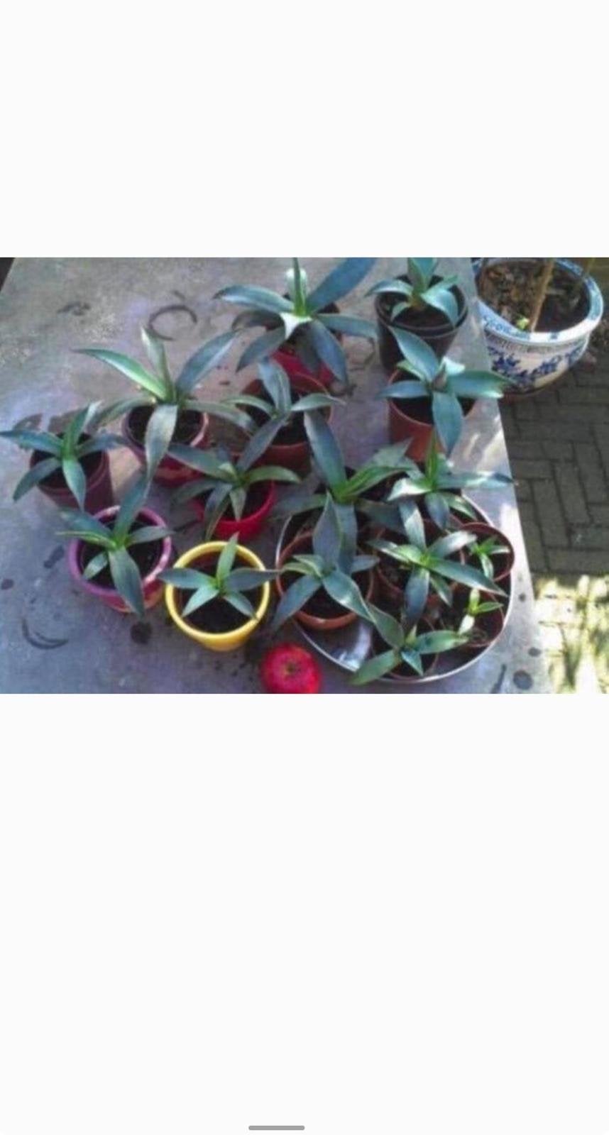 Bio Blauw Agave Americana in de pot zon warmte gezond, Ophalen, Halfschaduw, Minder dan 100 cm, Groene kamerplant