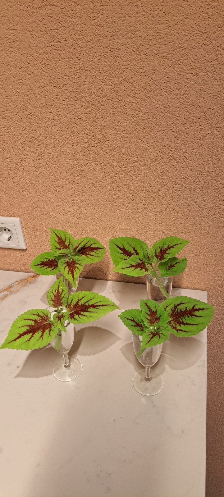 Coleus stekken (siernetel) licht groen met prachtig rode ner, Bloeiende kamerplant, Ophalen of Verzenden, Halfschaduw, Minder dan 100 cm