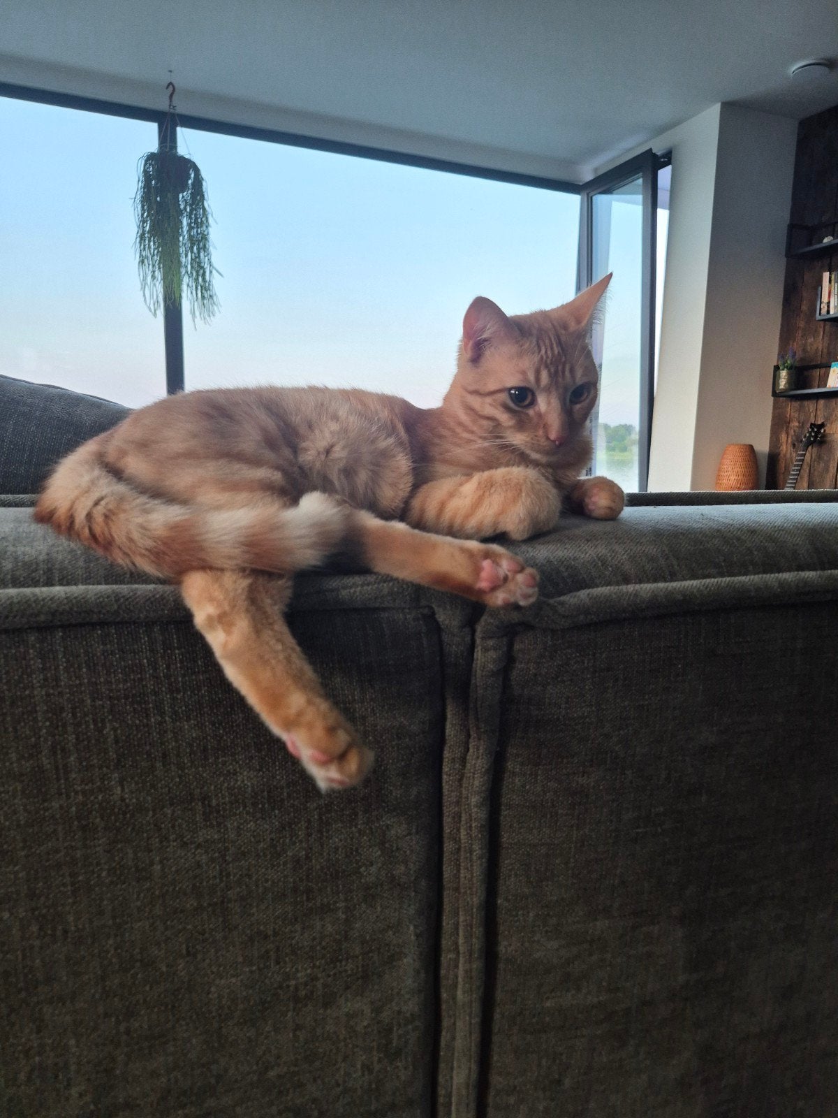 gratis af te halen, katertje van 9 maanden, Dieren en Toebehoren, Kater