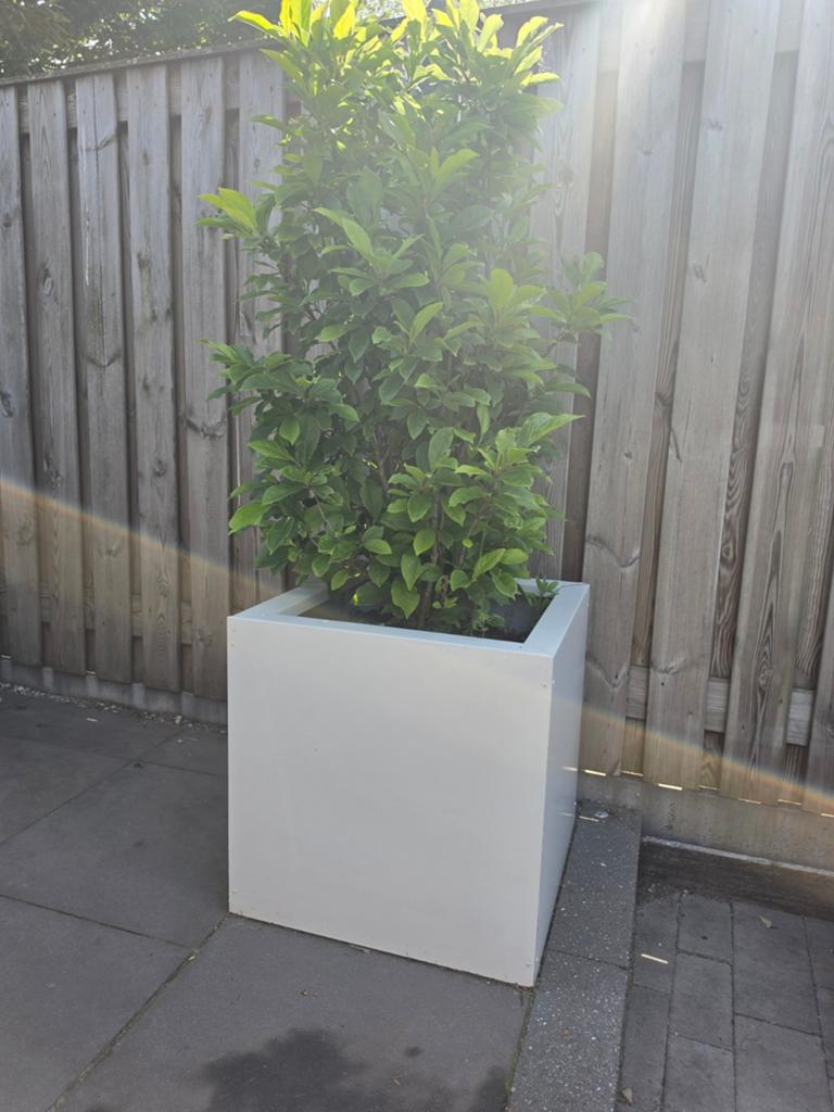 Witte Stalen Plantenbakken 60x60x60 cm - Direct Leverbaar, Ophalen, Minder dan 60 cm, Vierkant, Nieuw
