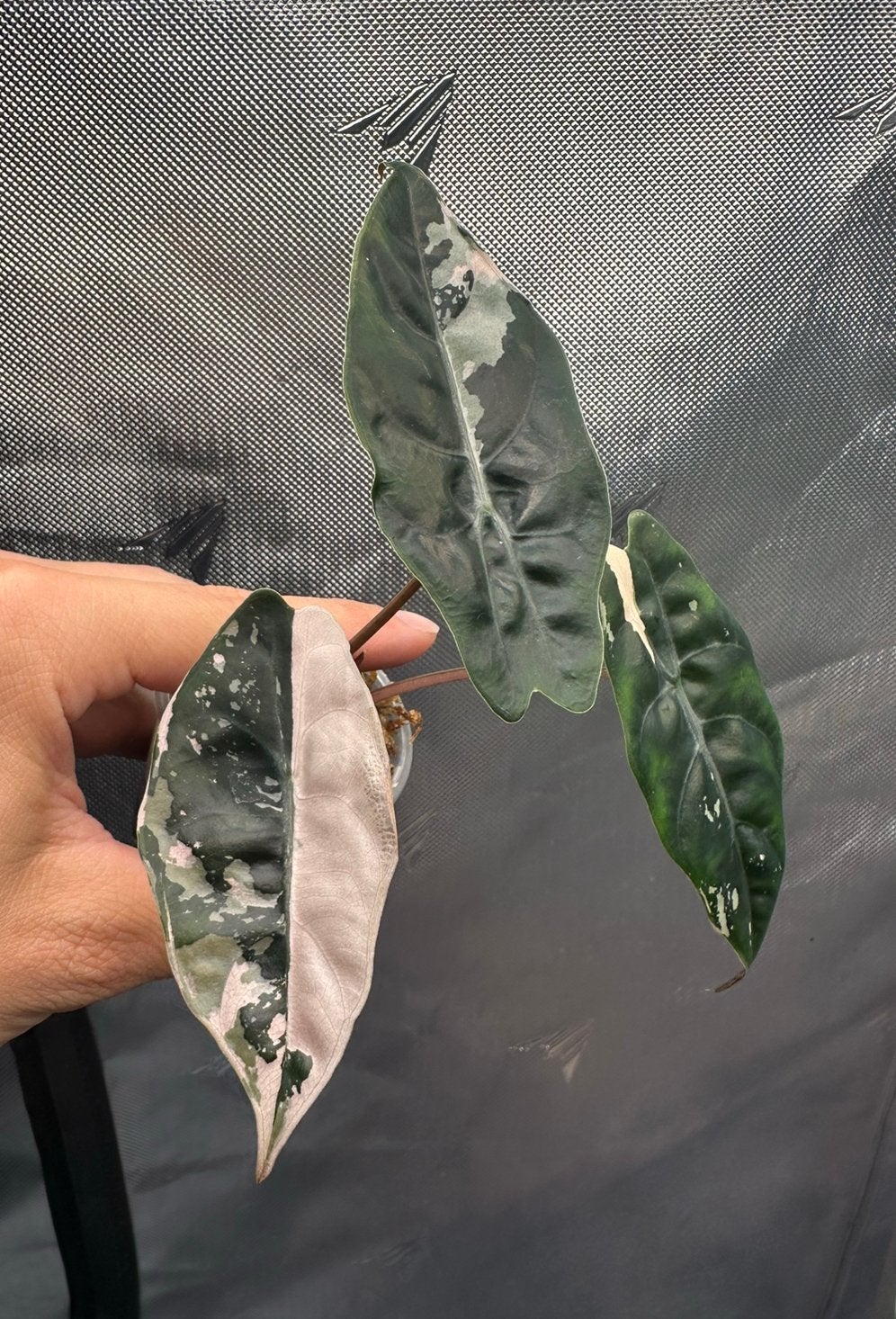 Alocasia chantrieri pink variegated, Ophalen of Verzenden, Halfschaduw, Minder dan 100 cm